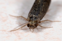 Une femelle (Trichoptre - Ecnomidae - Ecnomus tenellus) (G)